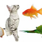 toppbanner_1_large