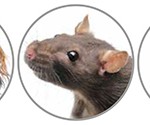 toppbanner_2_large