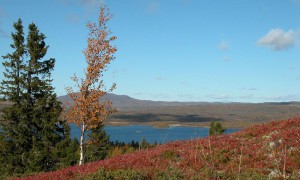 Auenhaugen