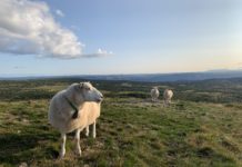 Fårefestivalen 23-25 september 2022