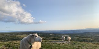 Fårefestivalen 23-25 september 2022