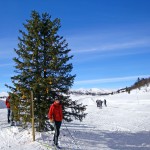 Appelsintreet_Arne Nibstad