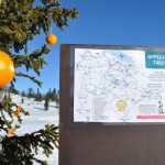 Appelsintreet