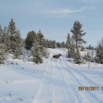 Dyreliv vinter 01