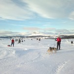 Hund og pulk