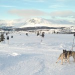 Hund og pulk