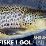 Fiskebrosjyre Gol