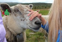 Velkommen til Fårefestivalen 25. sept 2021