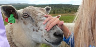 Velkommen til Fårefestivalen 25. sept 2021