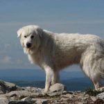 _file=Pyrineerhund_2127150348.jpg&dh=480&dw=640&t=4&