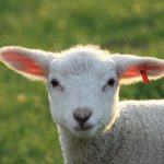 easter-4136361_1920