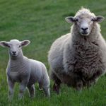 sheep-2625347_1920