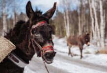 Eselvandring på Tubbehaugen Camping
