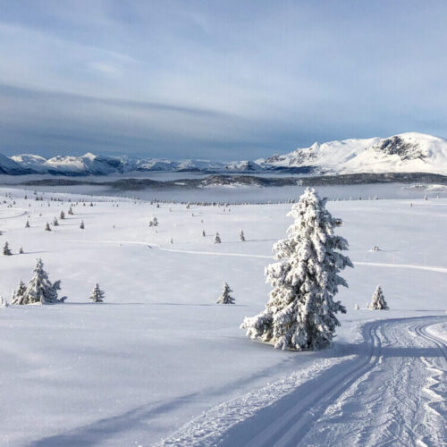 Vinter - Golsfjellet