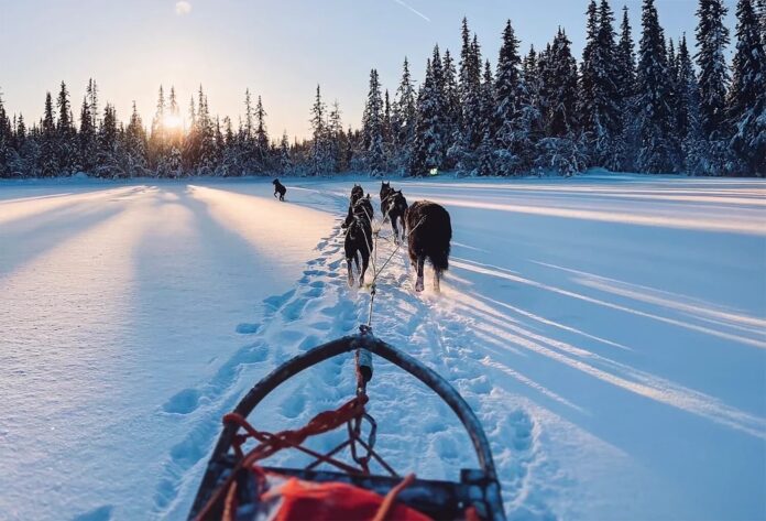 **Alt-tekst (norsk):** Et hundespann trekker en slede over et snødekt landskap i solskinn, omkranset av høye grantrær. En av hundene løper litt foran spannet, mens solen skinner lavt i horisonten og skaper lange skygger på snøen.
