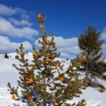 Appelsintre Søråsen