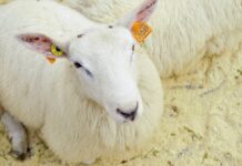 Fårefestivalen 2025 (19.–21. september)