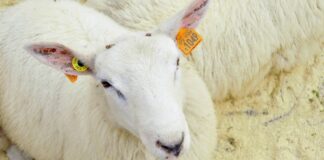 Fårefestivalen 2025 (19.–21. september)