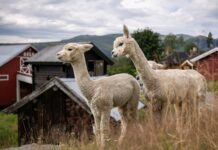 Alpakkavandring på Dalo Fjellgård