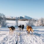 Hundekjøring, Dalo Fjellgård