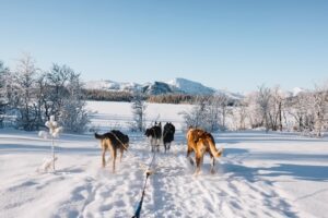 Foto: Dalo Fjellgård