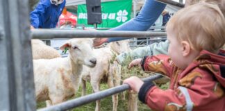 Fårefestivalen 2026 (19.–20. september)