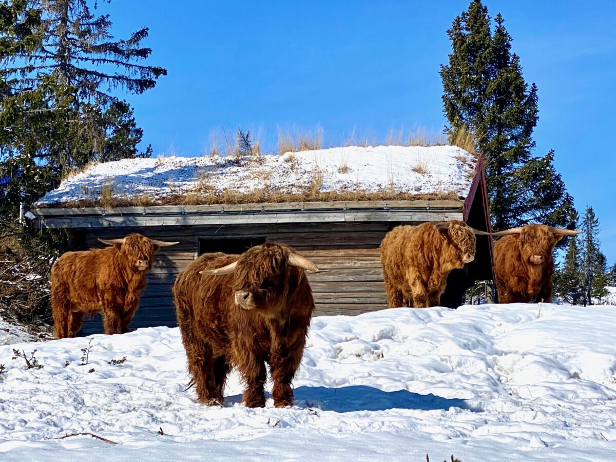 Okser vinter Okser vinter